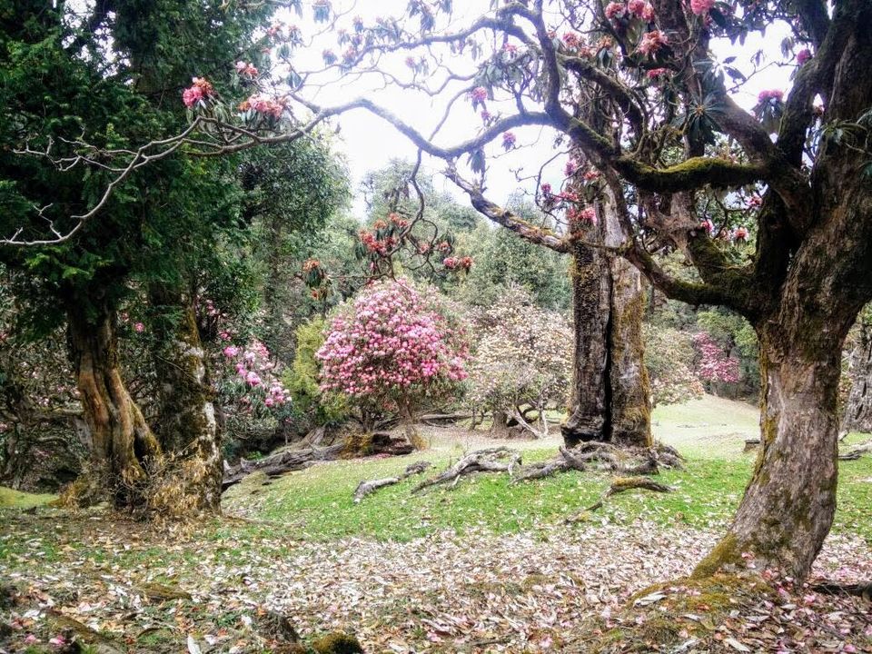 Photo of Chopta, Uttarakhand, India by Hinal Shah