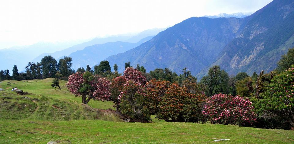 Photo of Chopta, Uttarakhand, India by Hinal Shah