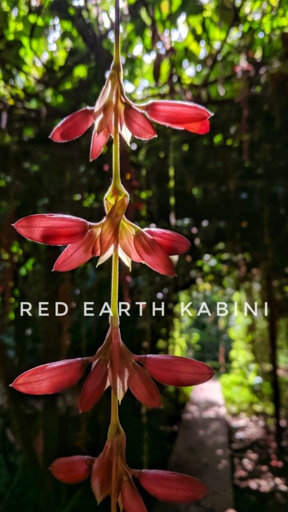 Photo of Red Earth Kabini - in the lap of nature - The Traveller Lens by thetravellerlens