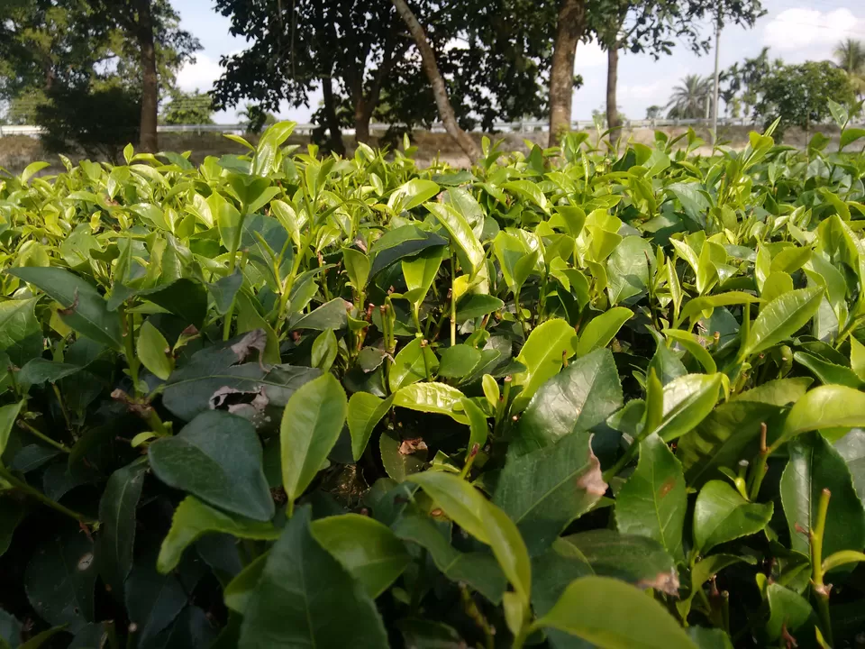 Photo of Bodaganj, Barapatina Nutanbus, West Bengal, India by Bidisha