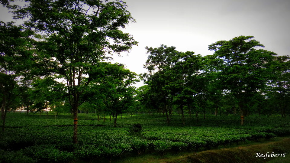 Photo of Gairkata- A Hidden Hamlet in Dooars by Bidisha