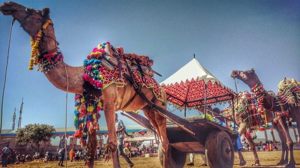 Photo of 10 Reasons Why the Pushkar Camel Fair is an Exceptional Travel Experience. 3/3 by Bidisha