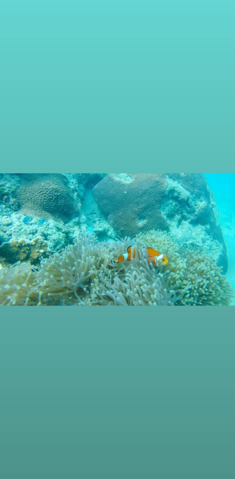 Photo of DIVE India Explorer, havelock, Andaman and Nicobar Islands, India by Nehaal