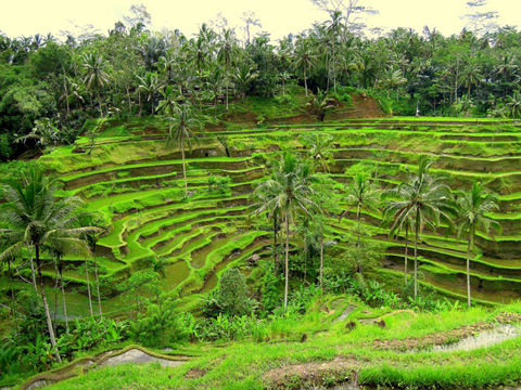 Photo of Quick Fixes For A Short Visit To Bali, Indonesia 6/6 by Pao