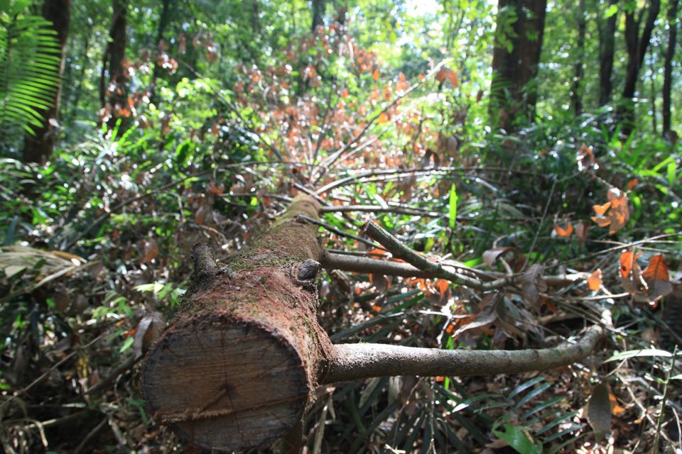 Photo of The Amazon of India 29/38 by Priyanka Jena