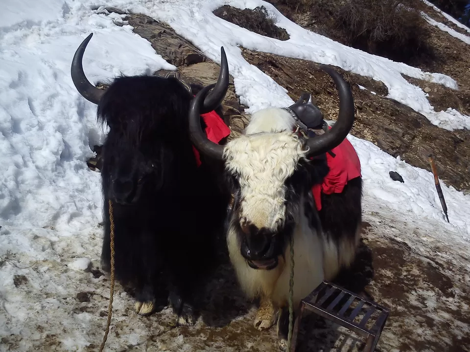 Photo of Kufri, Himachal Pradesh, India by Swati Sambyal