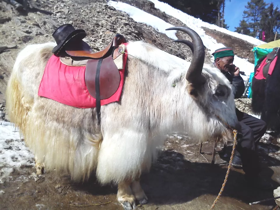 Photo of Kufri, Himachal Pradesh, India by Swati Sambyal