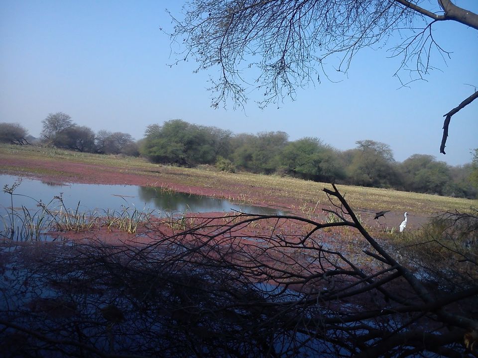 Photo of A trip to Bharatpur Bird Sanctuary and Deeg 6/11 by Swati Sambyal