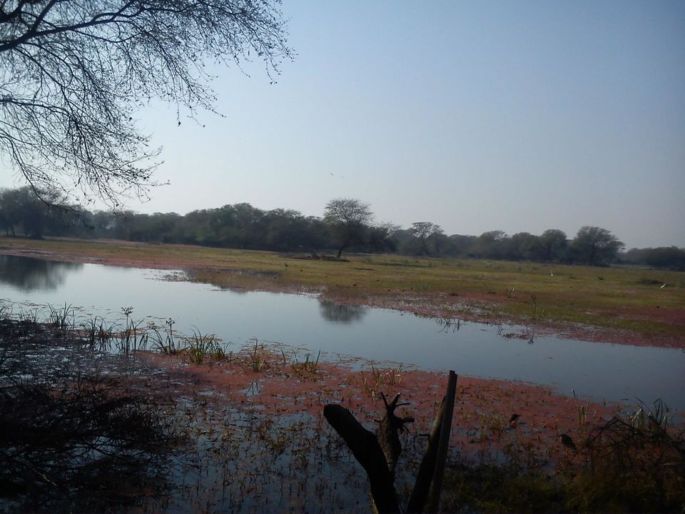 Photo of Bird Watching at Bharatpur 3/39 by Swati Sambyal