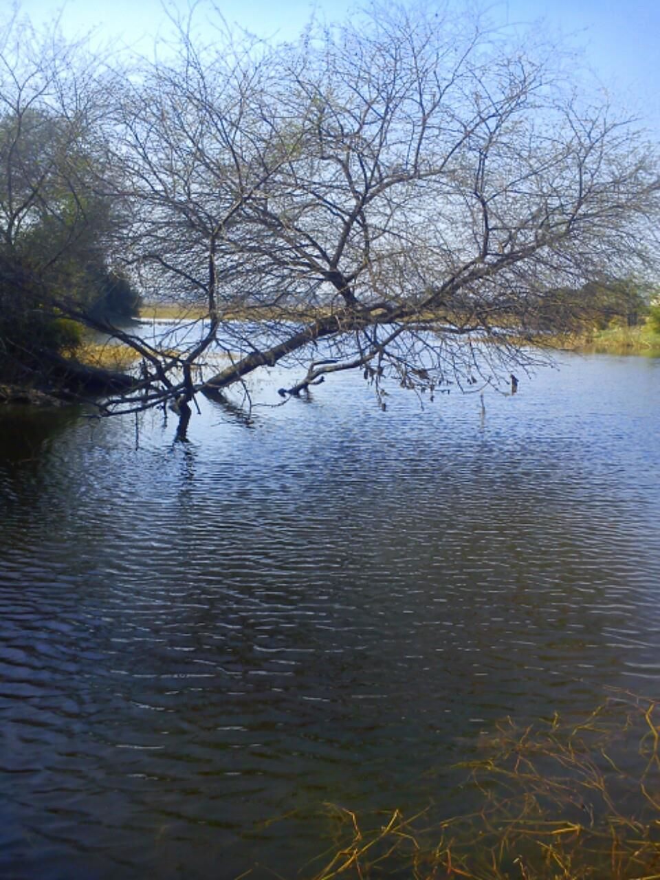 Photo of Bird Watching at Bharatpur 1/39 by Swati Sambyal