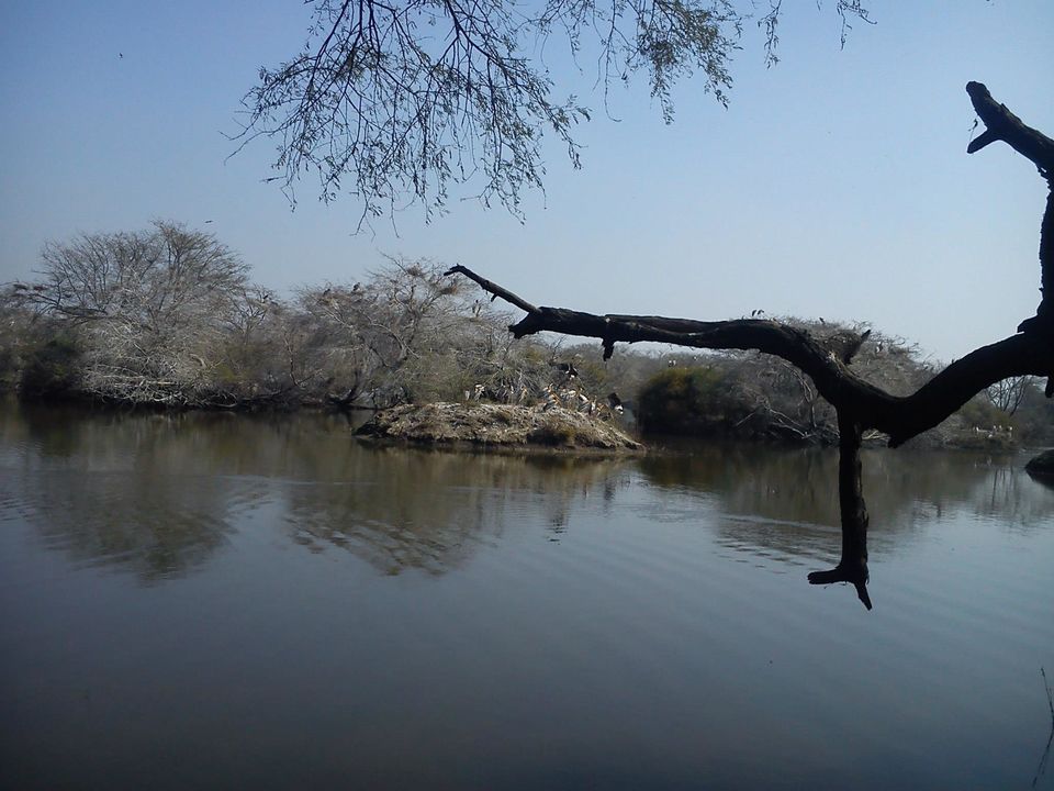 Photo of Bird Watching at Bharatpur 9/39 by Swati Sambyal