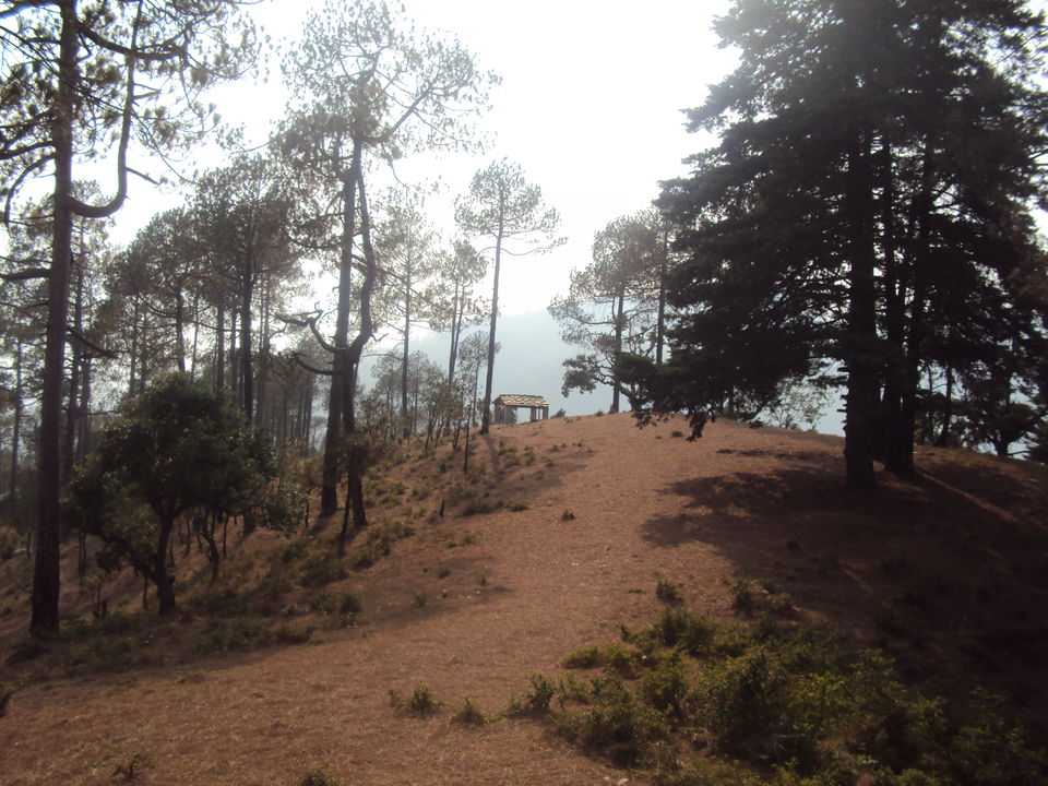 Photo of Nothingness in Binsar 4/6 by Swati Sambyal