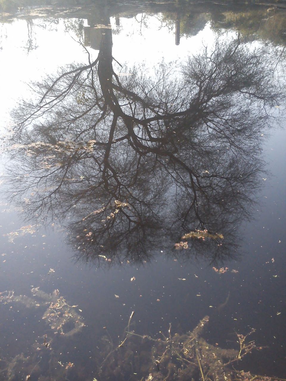 Photo of A trip to Bharatpur Bird Sanctuary and Deeg 3/11 by Swati Sambyal