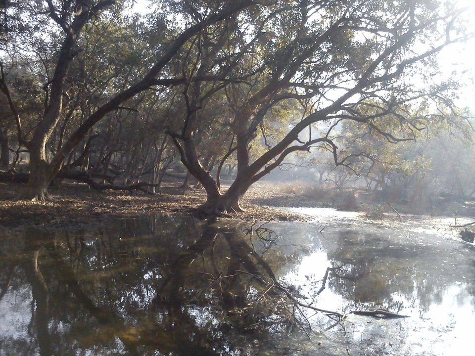Photo of Bird Watching at Bharatpur 33/39 by Swati Sambyal