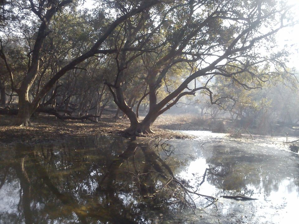 Photo of A trip to Bharatpur Bird Sanctuary and Deeg 5/11 by Swati Sambyal