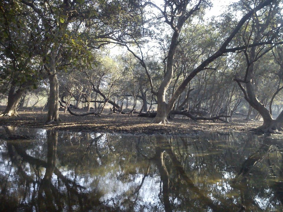 Photo of Bird Watching at Bharatpur 2/39 by Swati Sambyal