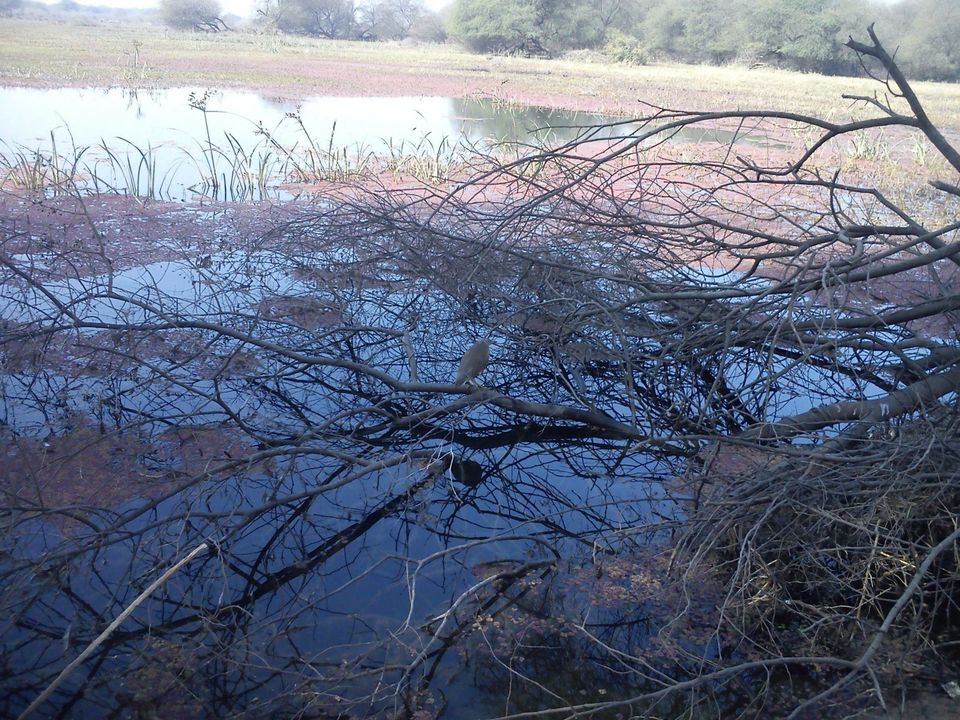 Photo of Bird Watching at Bharatpur 17/39 by Swati Sambyal