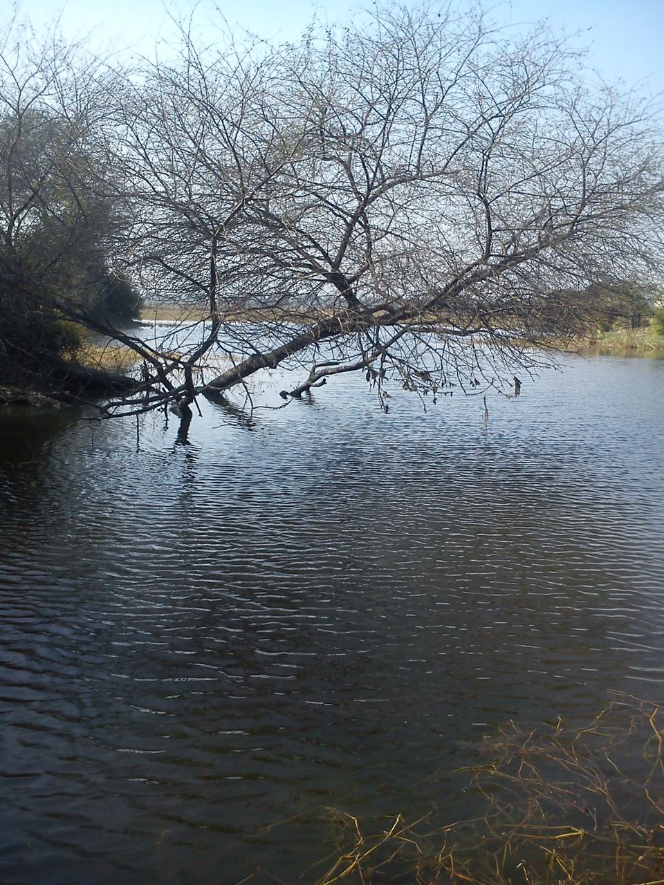 Photo of Bird Watching at Bharatpur 26/39 by Swati Sambyal