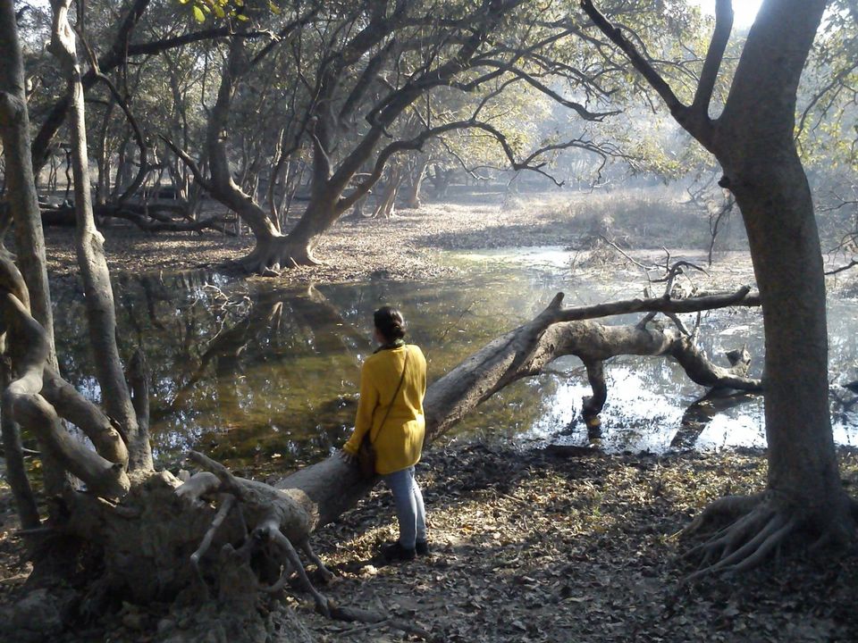 Photo of Bird Watching at Bharatpur 15/39 by Swati Sambyal