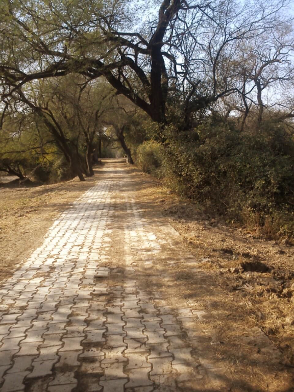 Photo of Bird Watching at Bharatpur 4/39 by Swati Sambyal