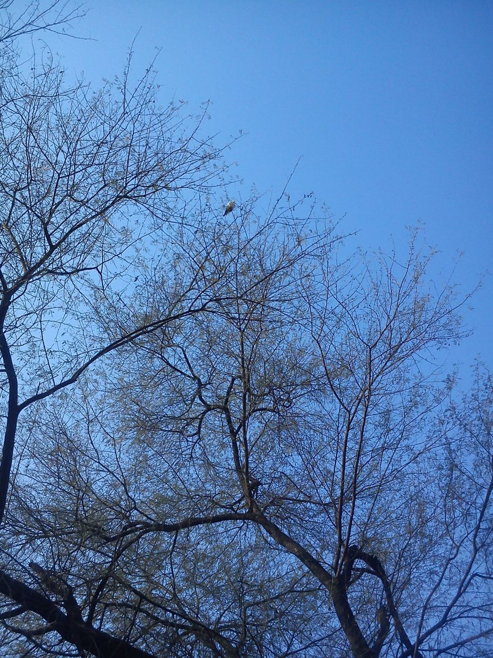 Photo of Bird Watching at Bharatpur 23/39 by Swati Sambyal