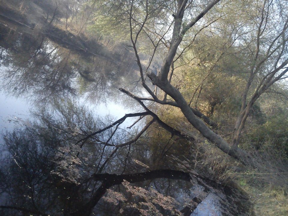Photo of Bird Watching at Bharatpur 22/39 by Swati Sambyal