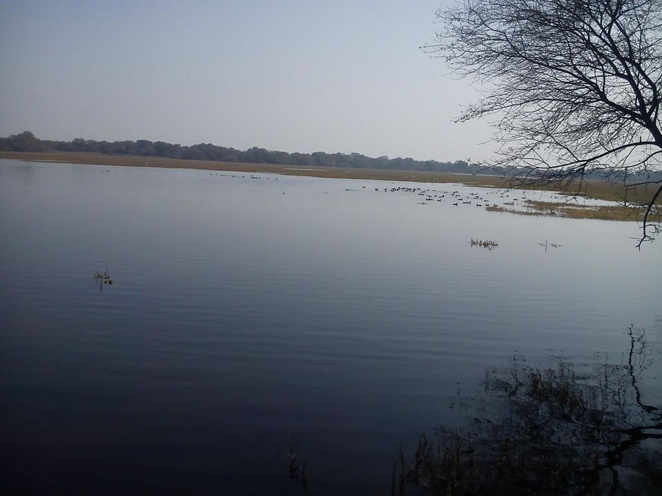 Photo of Bird Watching at Bharatpur 12/39 by Swati Sambyal