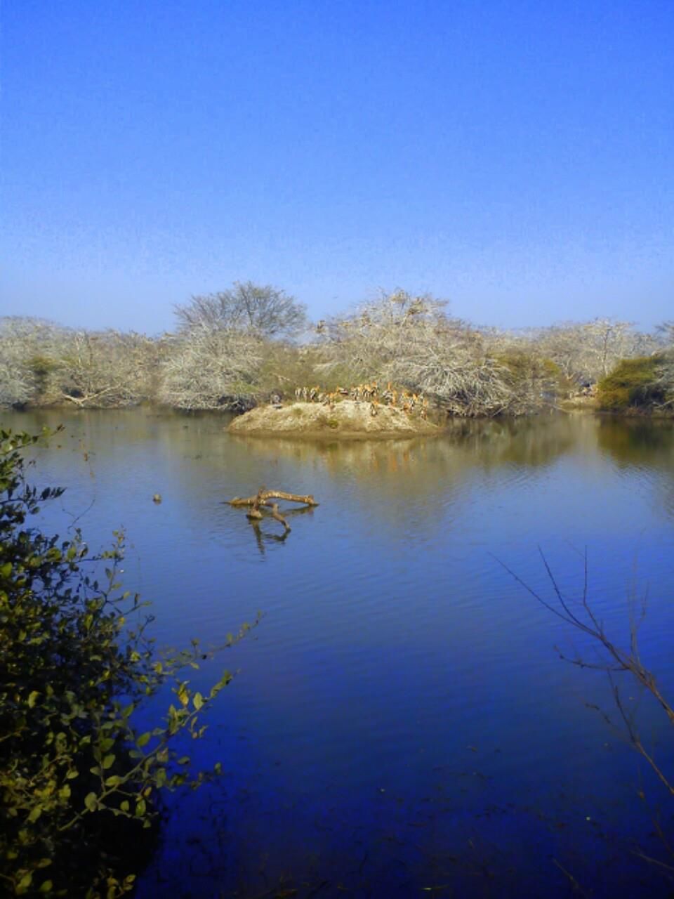 Photo of Bird Watching at Bharatpur 6/39 by Swati Sambyal