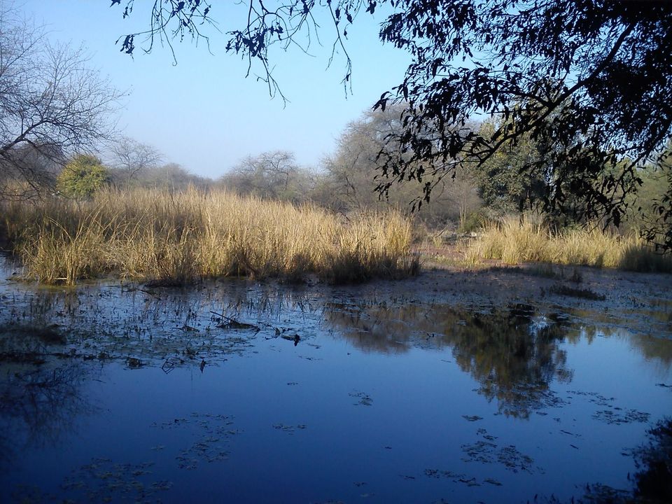 Photo of Bird Watching at Bharatpur 19/39 by Swati Sambyal