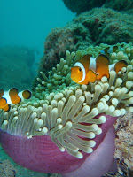 Photo of The Beckoning: Andaman 3/4 by Aradhana Bakshi