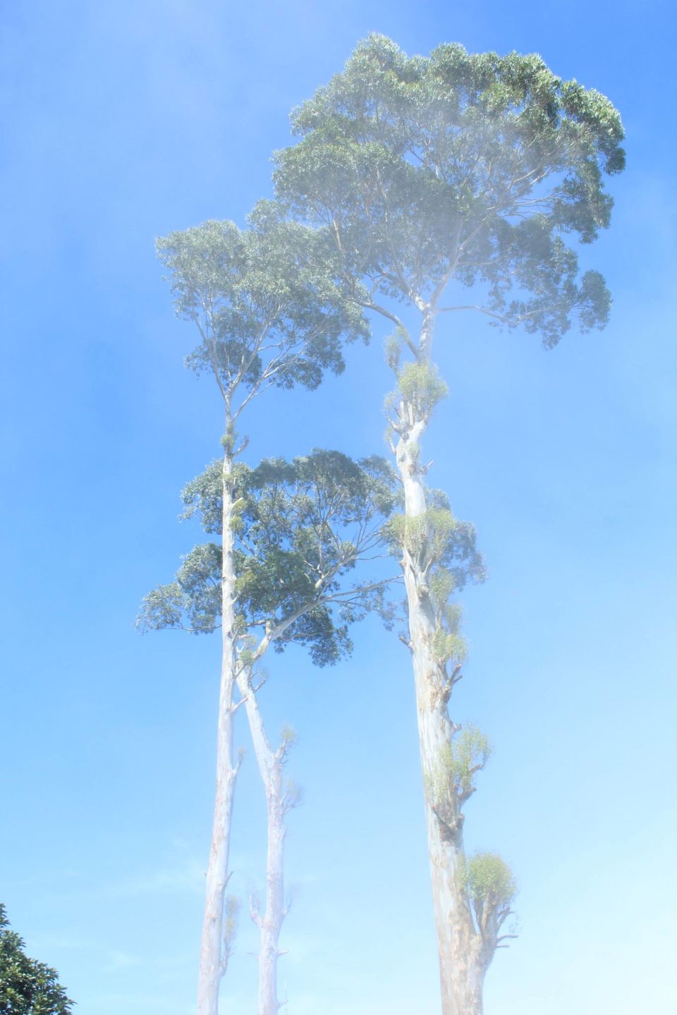 Photo of Kodaikanal again!! And Always!! A sublime display of nature's presence :) 6/21 by Manoj Kumar
