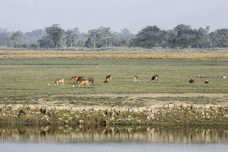 Photo of Chasing the wild in Kaziranga 5/9 by Deepti Asthana