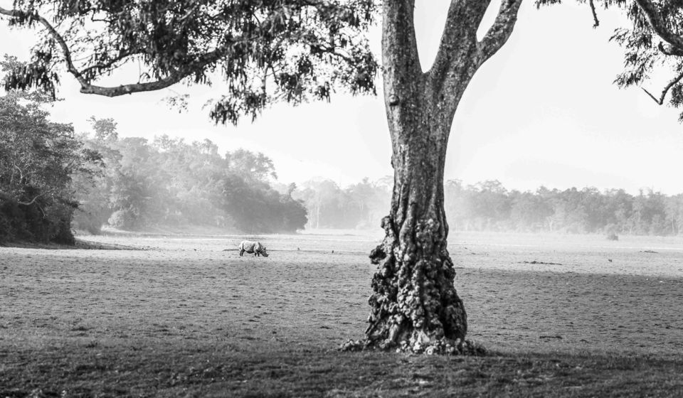 Photo of Chasing the wild in Kaziranga 1/9 by Deepti Asthana