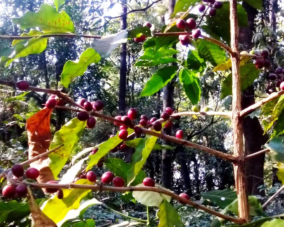 Photo of Coffee farms, Chikhaldara by Rajat Chakraborty