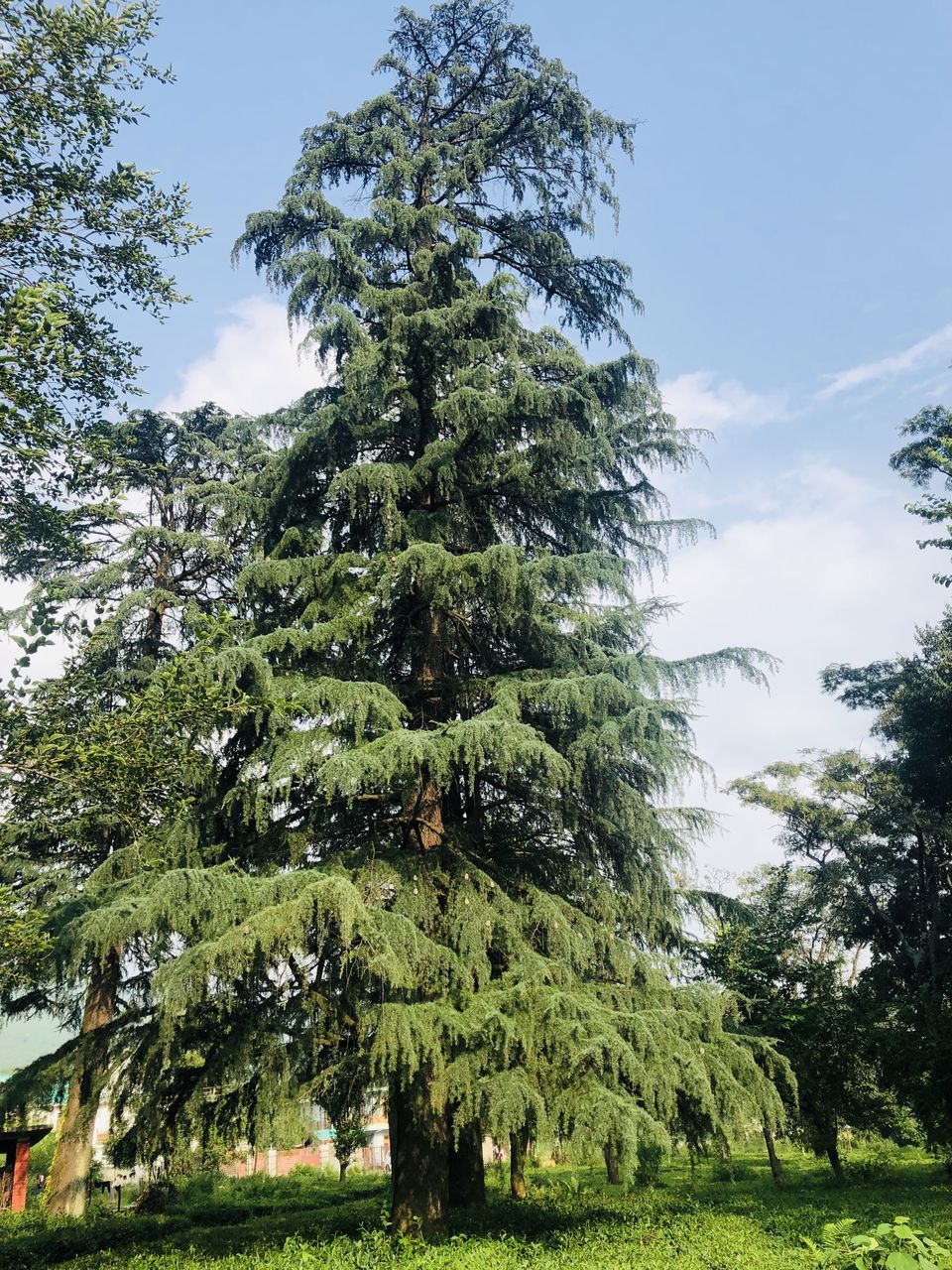 Photo of Palampur- The Much Awaited Trip 5/19 by Archana Pandey