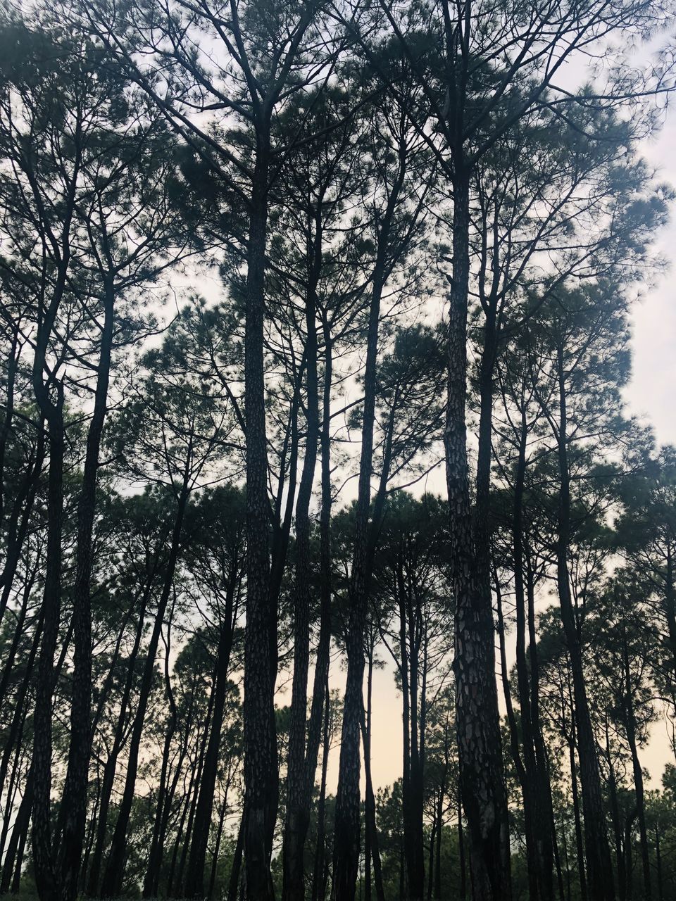 Photo of Palampur- The Much Awaited Trip 7/19 by Archana Pandey