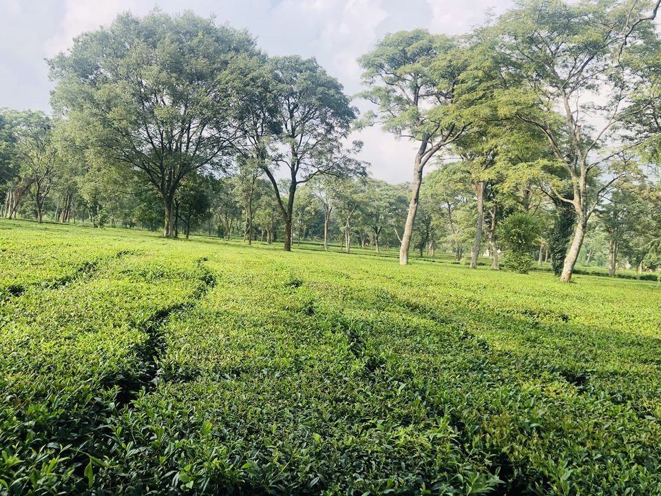 Photo of Palampur- The Much Awaited Trip 9/19 by Archana Pandey