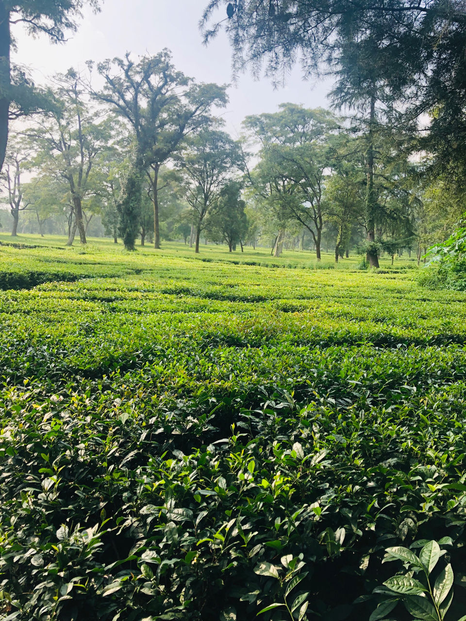 Photo of Palampur- The Much Awaited Trip by Archana Pandey
