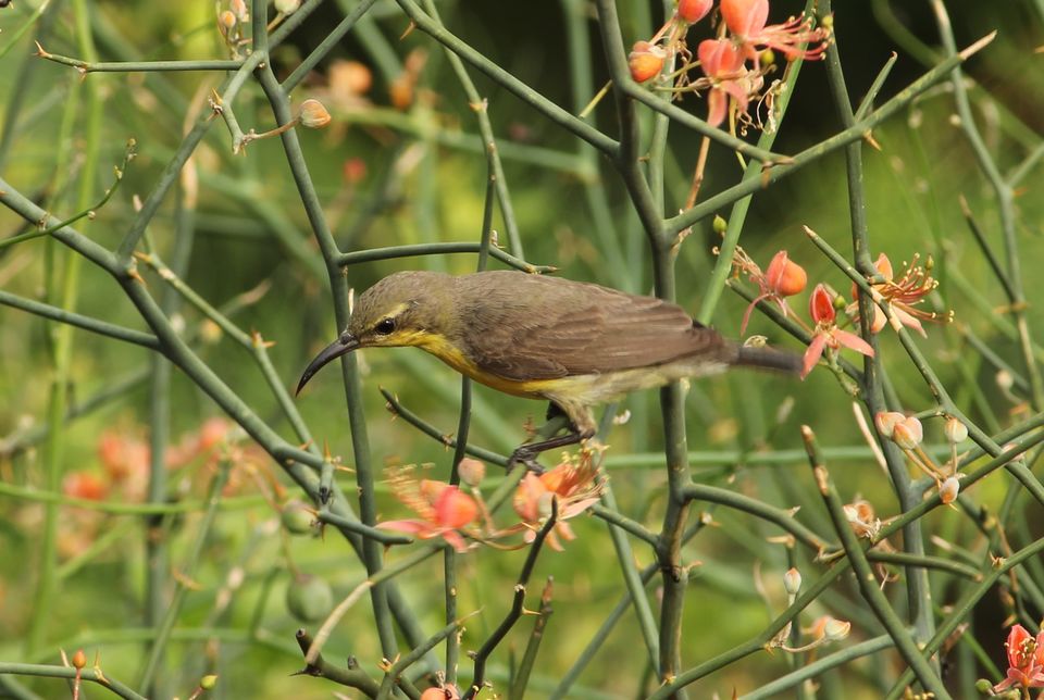 Photo of Sanjay Van, New Delhi, Delhi by Rishab Nag