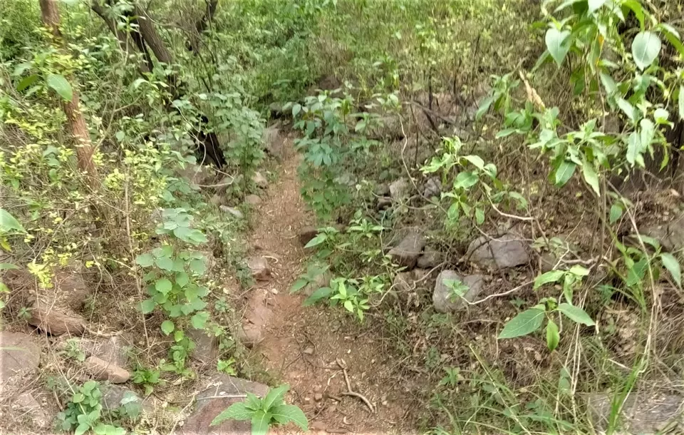Photo of Sanjay Van, New Delhi, Delhi by Rishab Nag