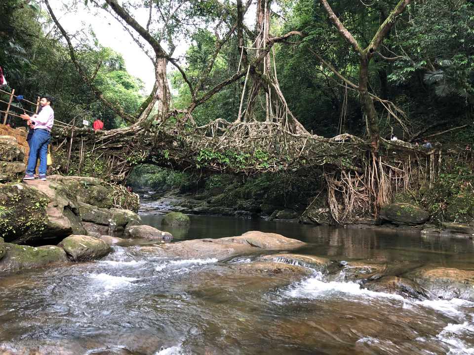 Photo of The Magnificent Living Roots Bridge Of Shillong by Varsha Narsaria