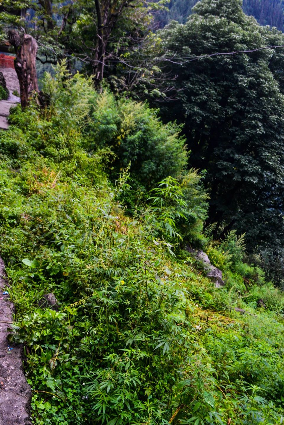Photo of Soulside Journey by Nikhil Verma