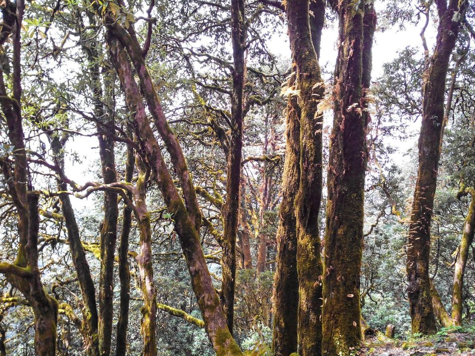 Photo of Chopta taught me how to NOT lose the edge 37/46 by Nikhil Verma