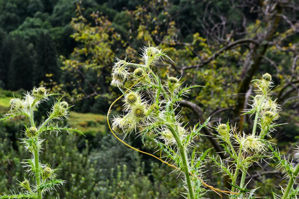 Photo of Soulside Journey by Nikhil Verma