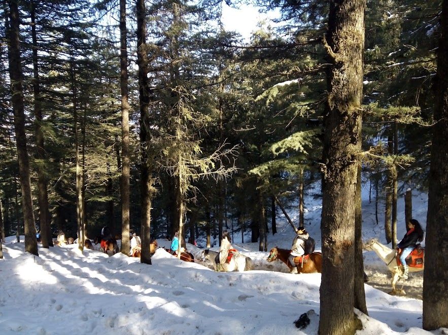 Photo of Kufri: Paradise of Snow 7/38 by Nikita Gupta