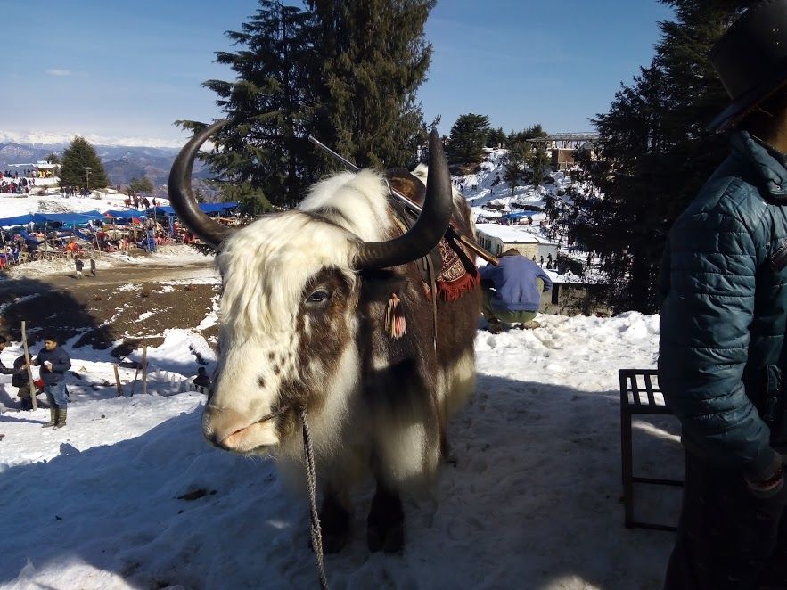 Photo of Kufri: Paradise of Snow 24/38 by Nikita Gupta