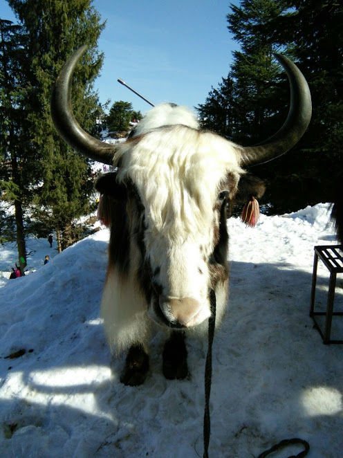 Photo of Kufri: Paradise of Snow 9/38 by Nikita Gupta