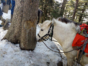 Photo of Kufri: Paradise of Snow 27/38 by Nikita Gupta
