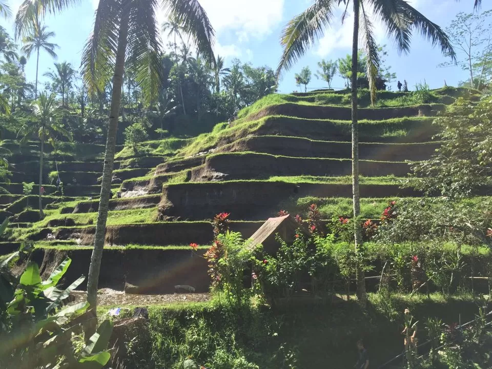 Photo of Ubud Rice Fields, Singakerta, Gianyar, Bali, Indonesia by sheetal jain