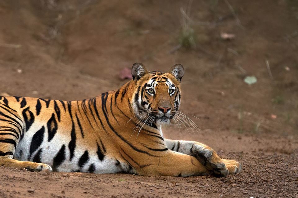 Photo of Weekend Trip To Tadoba Tiger Reserve 2/6 by Henry Joseph